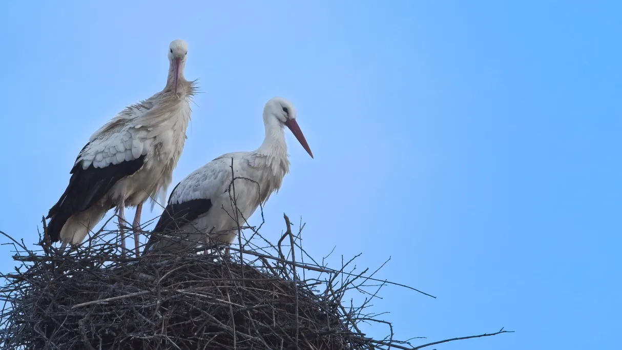 Quand la nature s’éveille